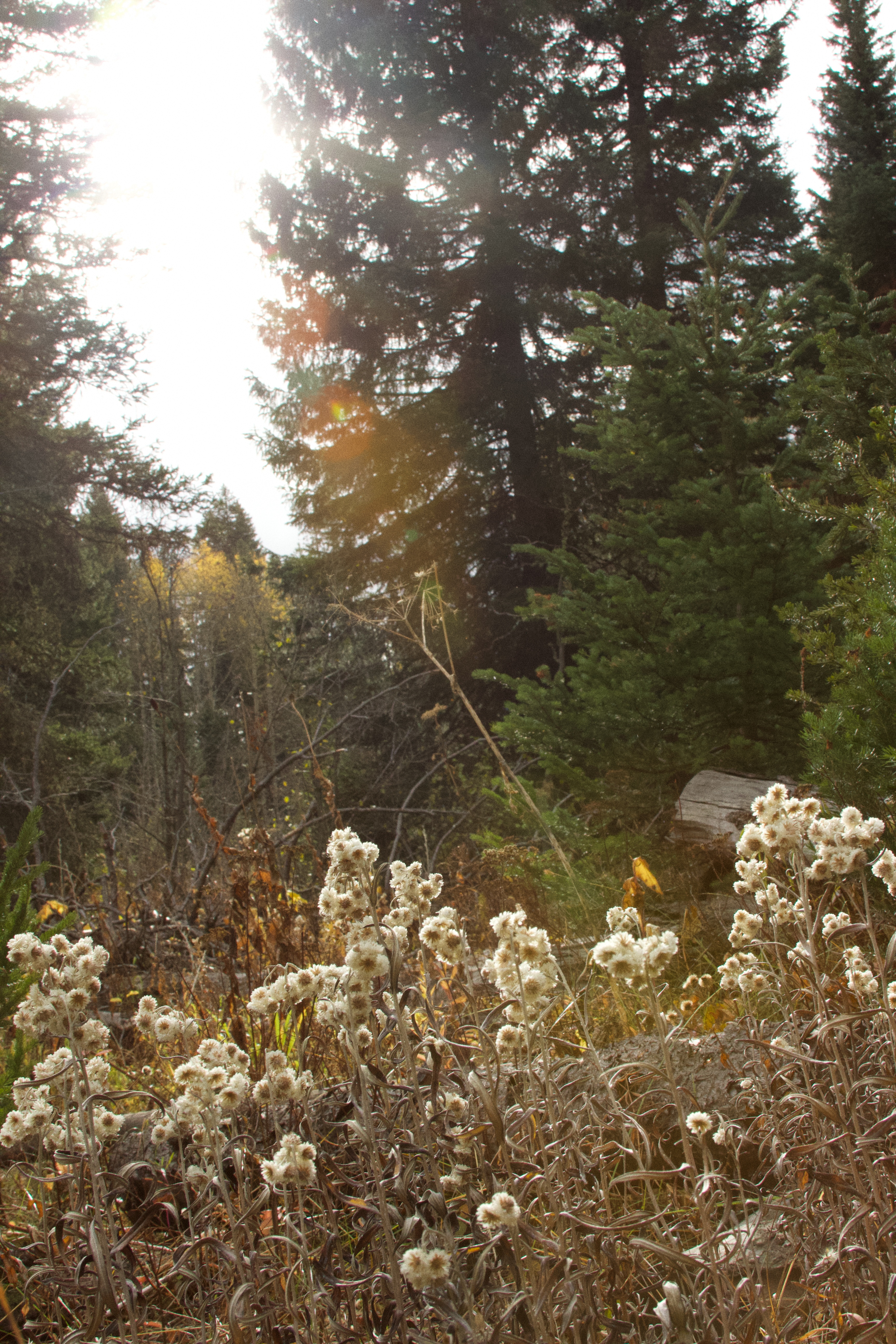 tall pine trees and browned bushes in front of the sunshine